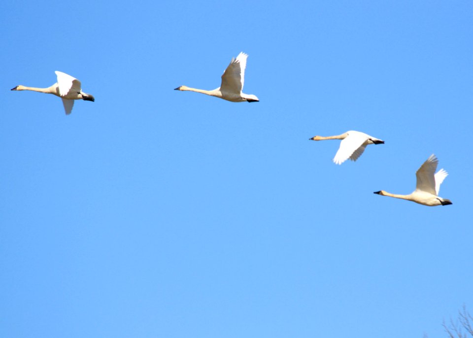 0344 tundra wing stroke munsel odfw