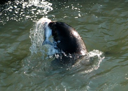 1752 california sealion wright odfw photo