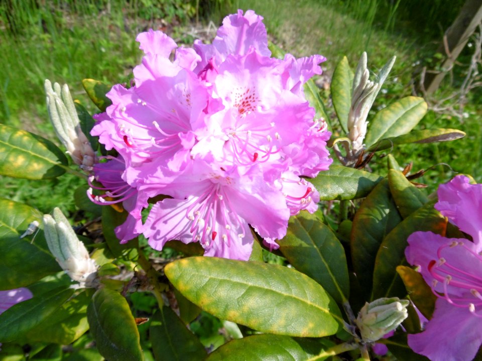 Rhododendron smirnowii