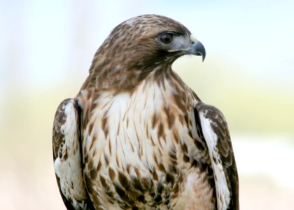 4577 red tail hawk munsel odfw photo