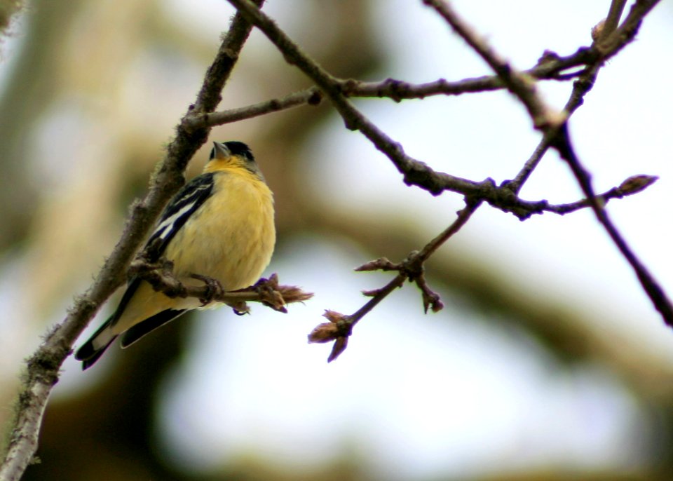 1257 black-headed grosbeak munsel odfw