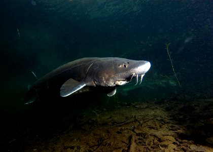 4774 white sturgeon swart odfw