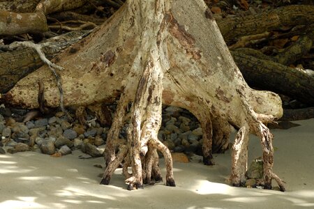 Bank mangrove tree