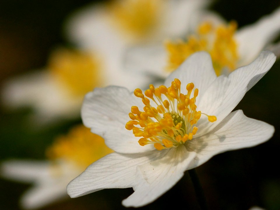 Caltha palustris var. alba photo