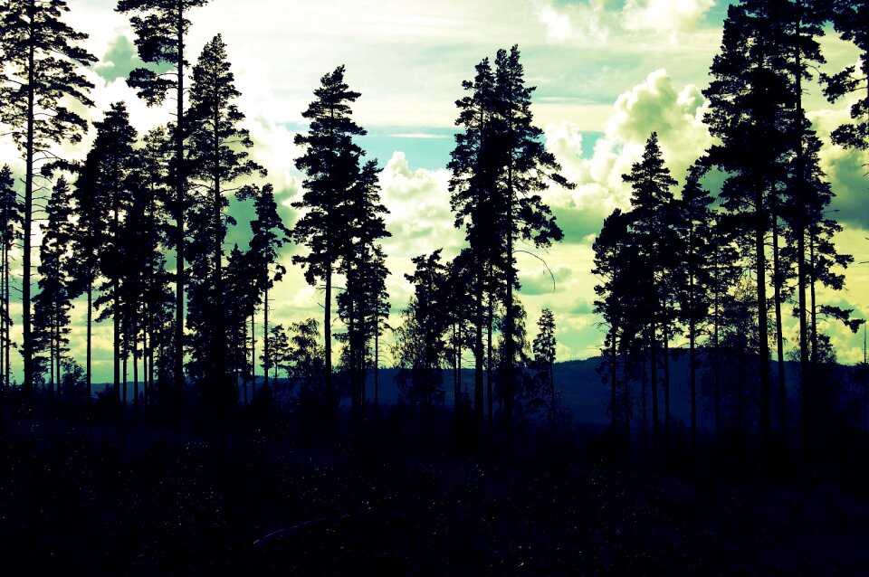 Nature forest outdoors