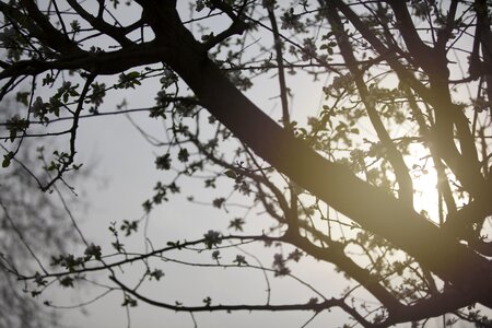 Winter sky dead