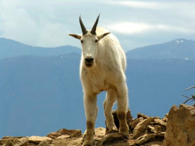040 hat point goat odfw.jpg photo