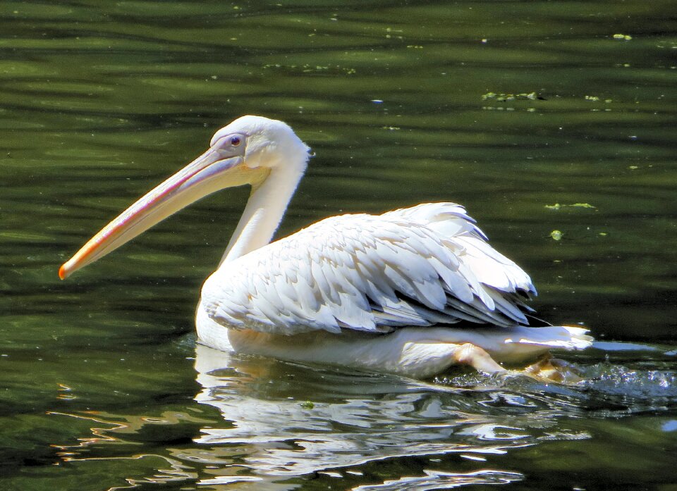 Pelican bird africa