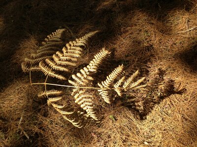 The leaves fern light