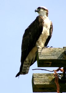 1235 osprey munsel odfw photo