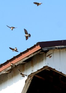 4284 cliff swallows munsel odfw photo