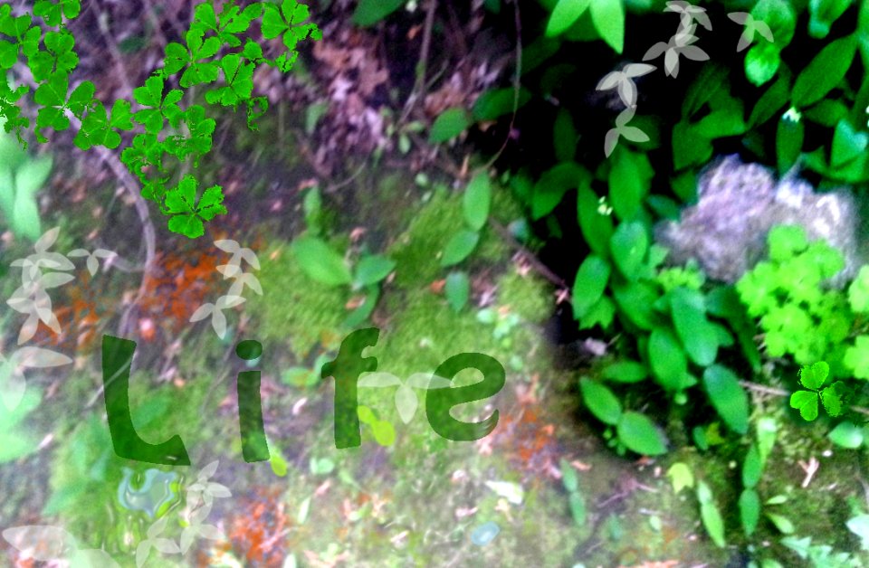 The life graffiti in Nature