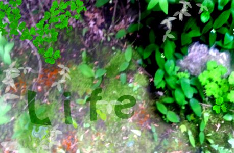 The life graffiti in Nature