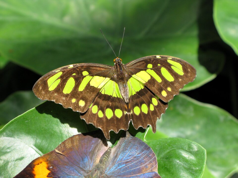 Butterfly insect Free photos