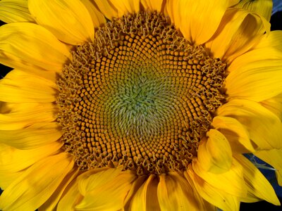 Flower macro sunflower