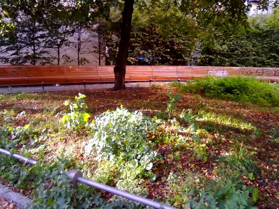 19092010034 Berlin Prenzlauer Berg Bench Park