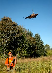 pheasant hunt01 swart odfw photo