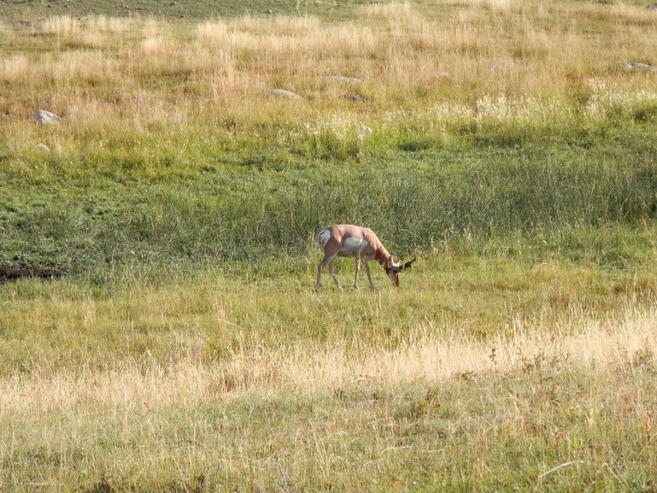 Pronghorn in Hayden Valley, Yellowstone National Park