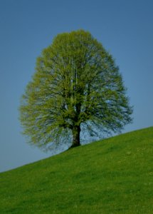 Beech photo