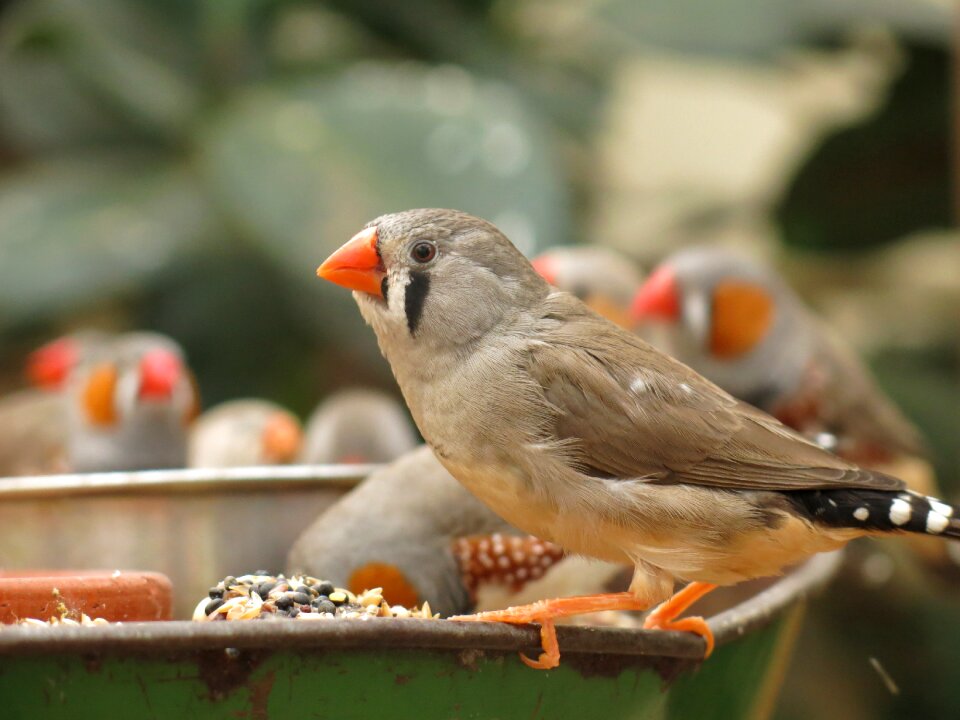 Bird animal zoo