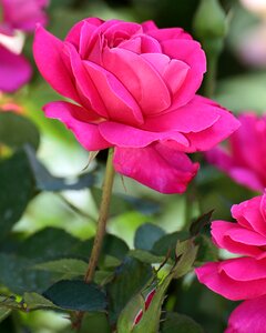 Get well cards gardening