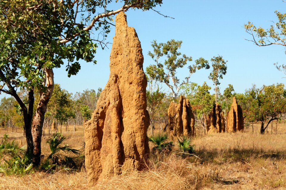 Ants landscape australia