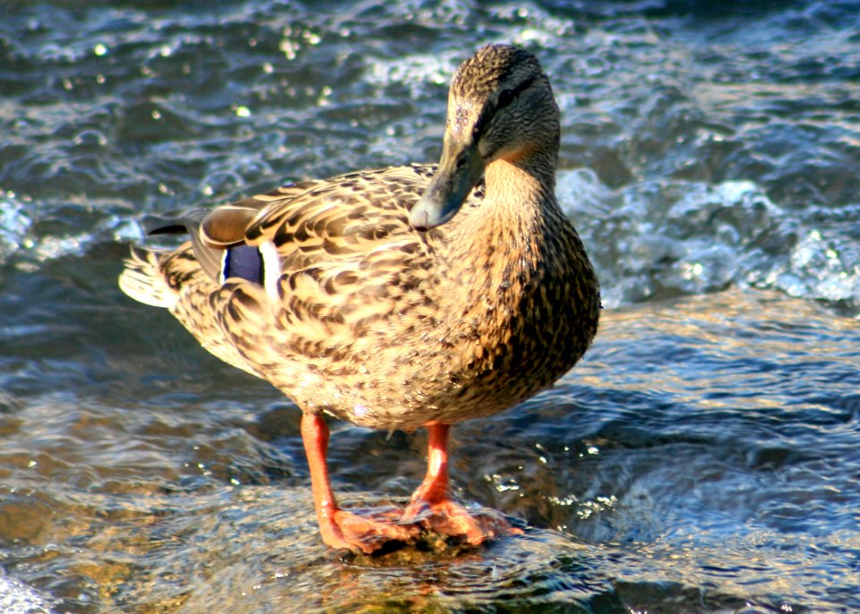 1194 mallard hen munsel odfw.jpg