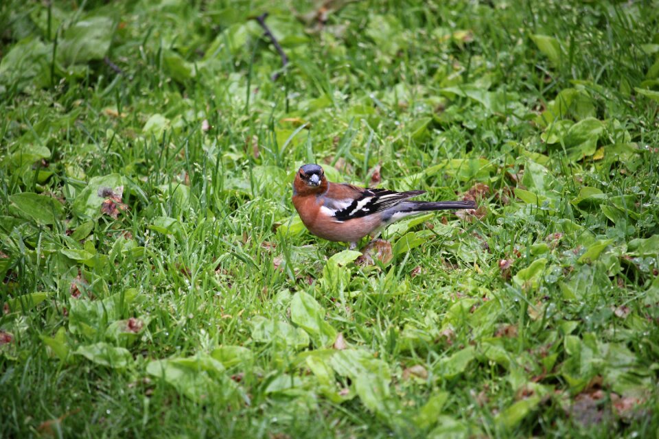 Coelebs fringilla wildlife