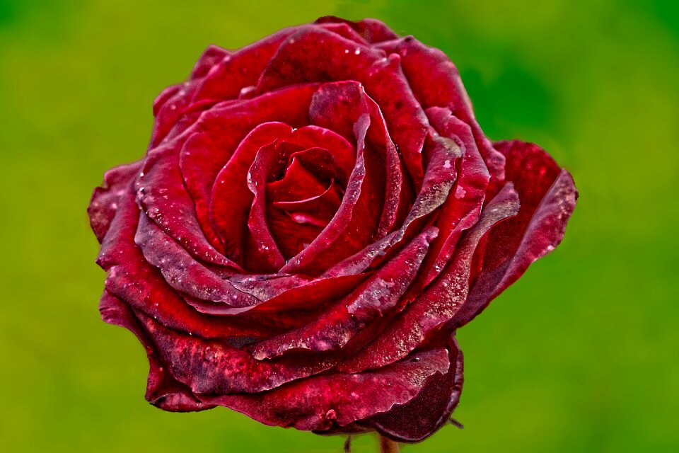 Red plant transient