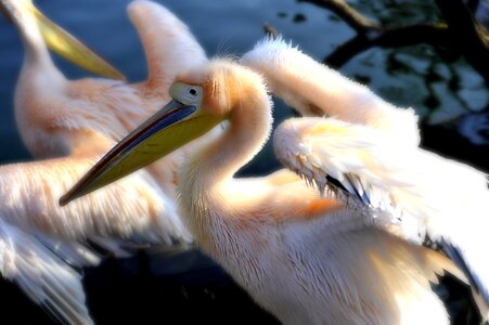 Water bird wing bird