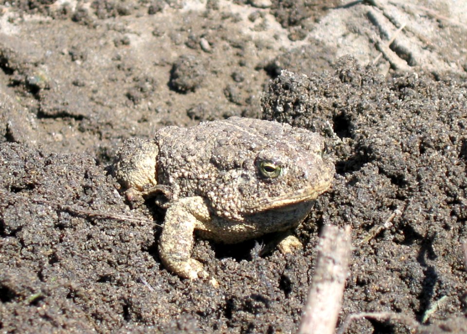 1052 woodhouses toad sponseller odfw
