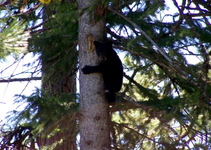 1912 black bear cub matthews odfw