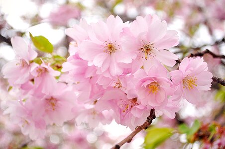 Cherry blossom pink flowers