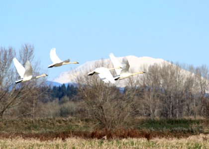 0340 tundra swans st helens munsel odfw
