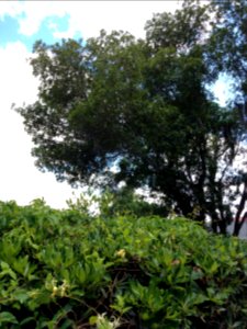 Walk down the stairs to Scott Street and turn left to Tree # 33 - wax myrtle photo