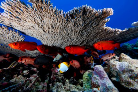 Bigeye at Rapture Reef