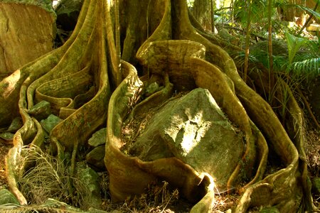 Board root wood australia