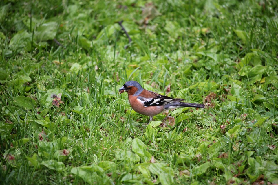 Coelebs fringilla wildlife