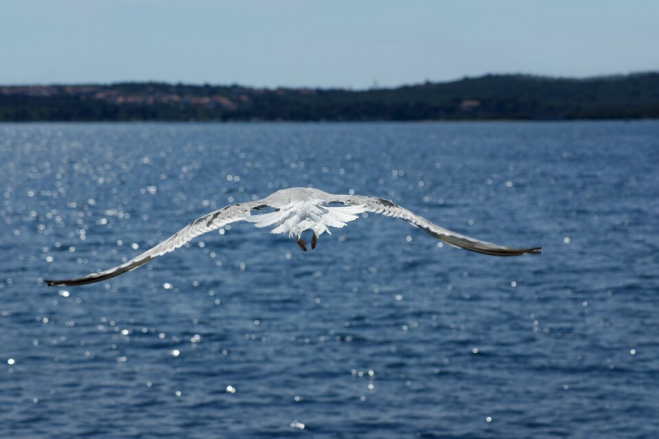 Ocean beak closeup