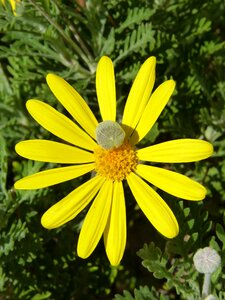 Yellow flower cocoon flower