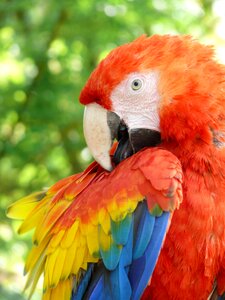 Parrot ara bird