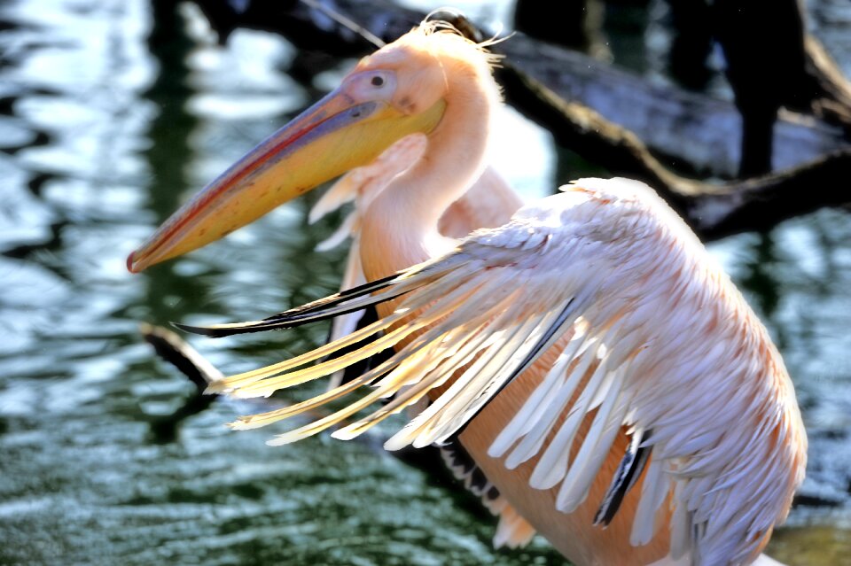 Water bird wing bird