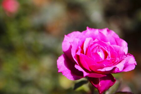 Blossom floral pink