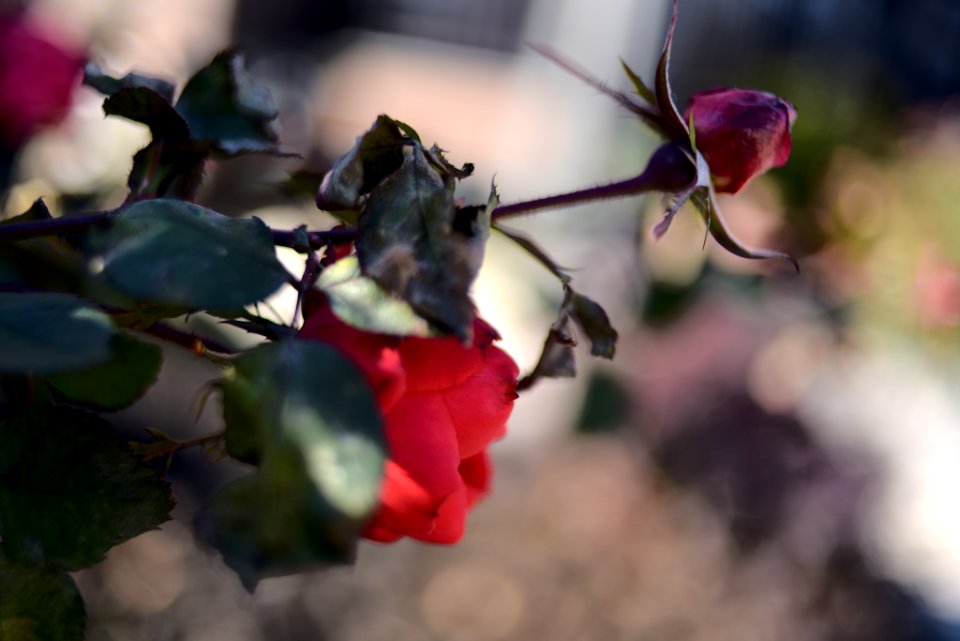 Roses 35mm f2 photo