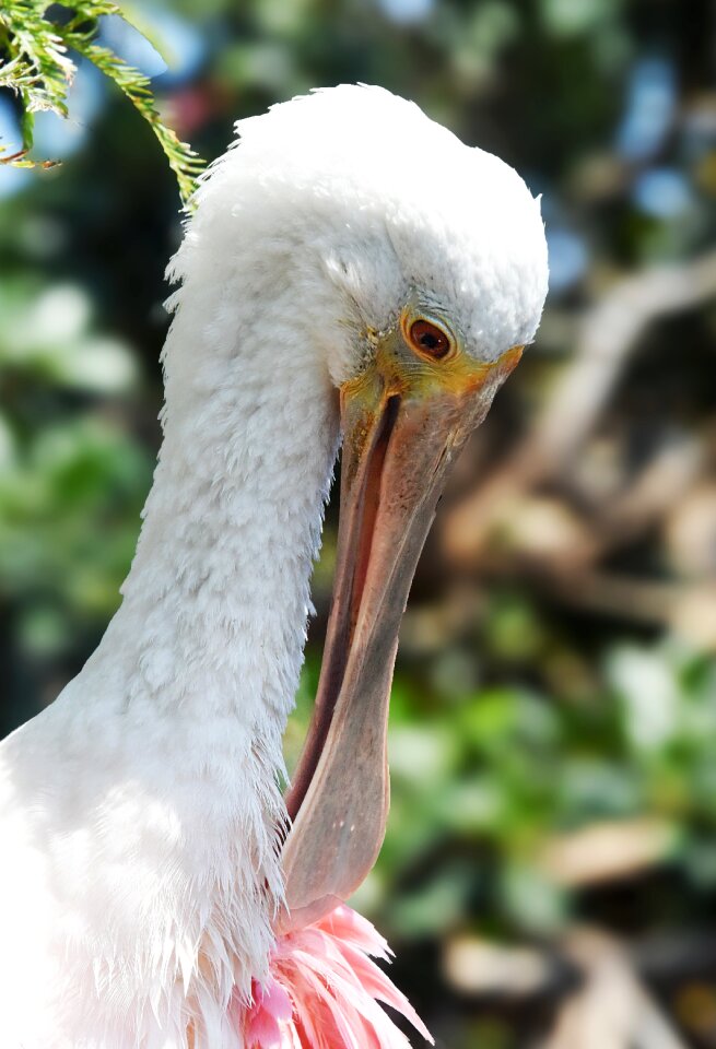 Feathers plumage beak