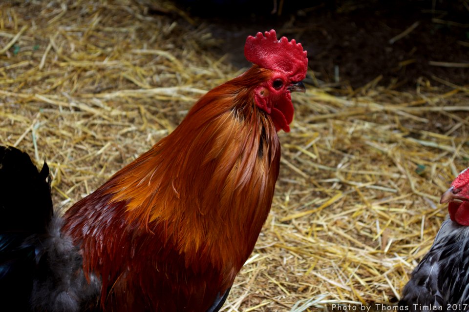 Kindred Spirits Animal Sanctuary