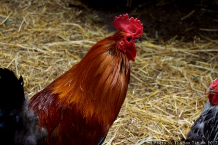 Kindred Spirits Animal Sanctuary