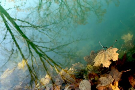 Reflection submerged autumn photo
