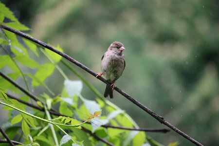 Oslo sparrow tree photo