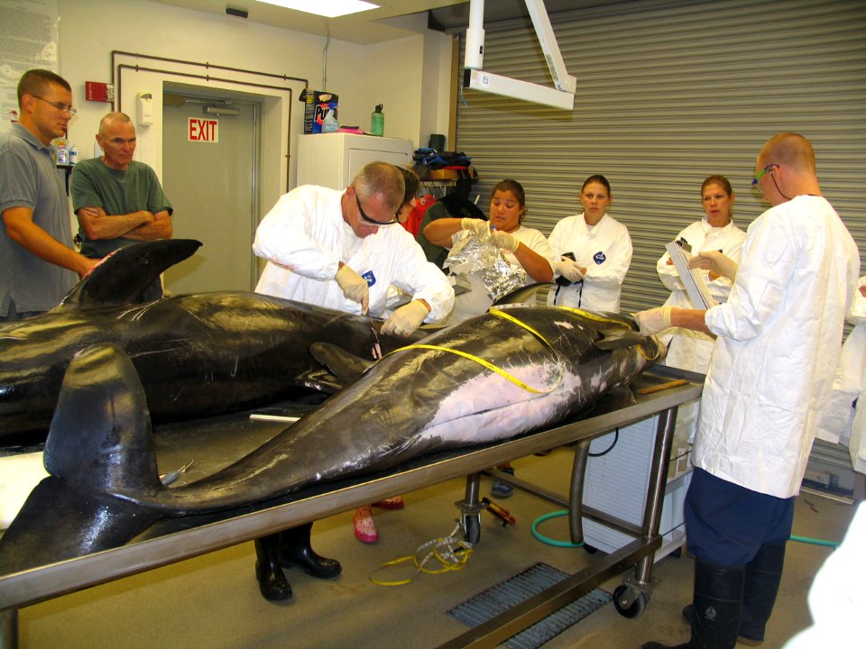 Pygmy Whale Necropsy
